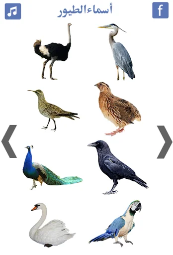 اسماء الطيور و اصوات الطيور
