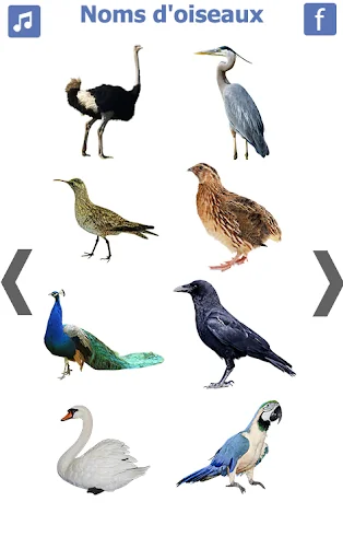 les noms des oiseaux avec phot