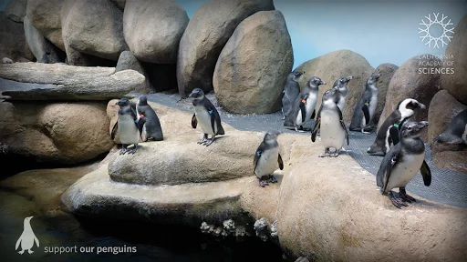 Pocket Penguins screenshot 1