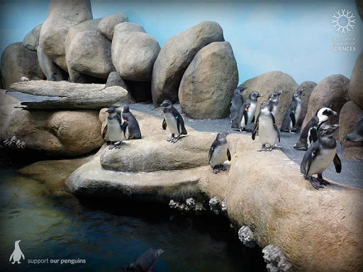Pocket Penguins screenshot 3