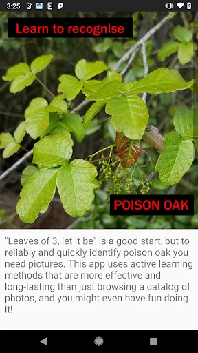 Learn to Recognise Poison Oak