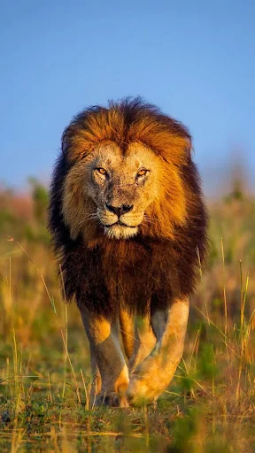 Animal Ringtones