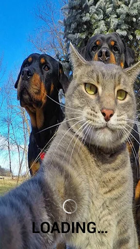 Animal Ringtones