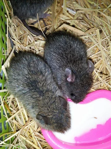 Bandicoot rats sounds