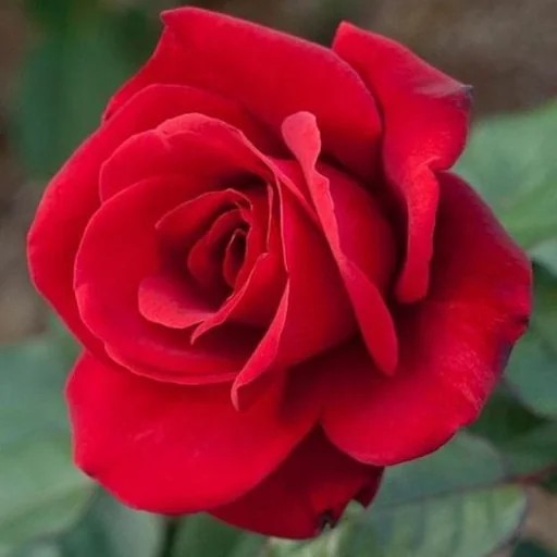 Beautiful Flowers & Roses Pics screenshot 2