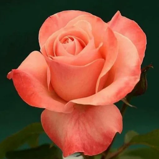 Beautiful Flowers & Roses Pics screenshot 3