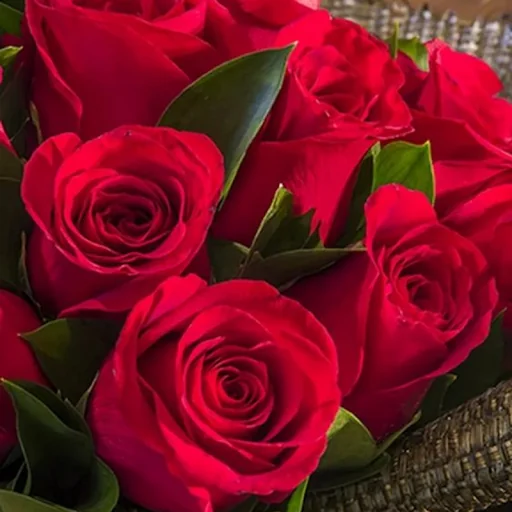 Beautiful Flowers & Roses Pics screenshot 4