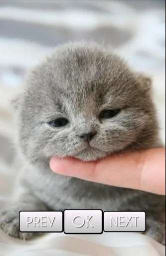 Cute Cat Wallpaper screenshot 1