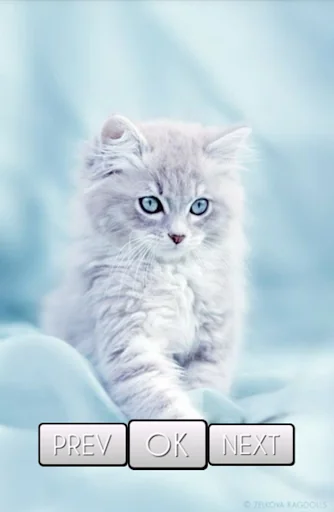 Cute Cat Wallpaper screenshot 4