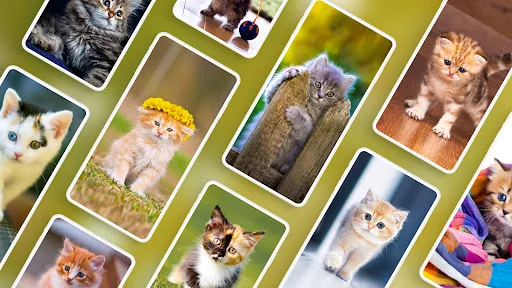 Cat Wallpapers & Cute Kittens