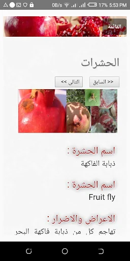 الادارة المتكاملة للرمان