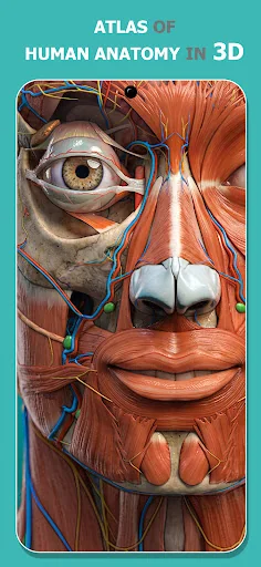 Anatomy Learning - 3D Anatomy