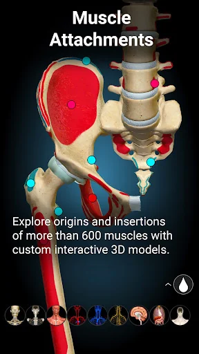Anatomy Learning By Dr. Blanco screenshot 4