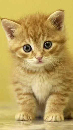 Animal Live Wallpaper