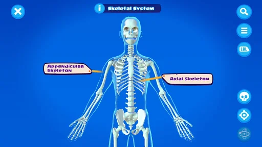 U.S. Army STARS Anatomy