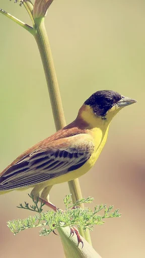 Bird Live Wallpaper screenshot 1