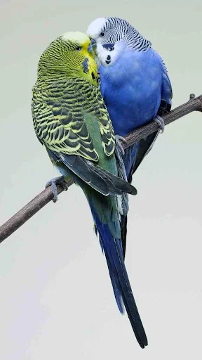 Bird Live Wallpaper screenshot 2