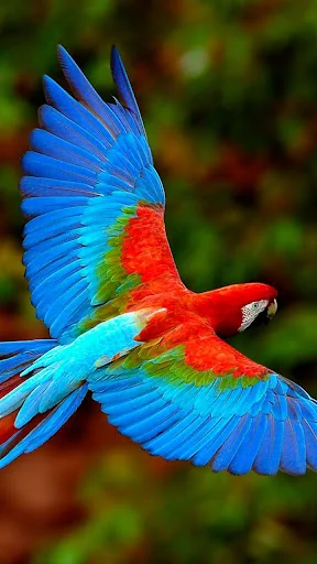 Bird Live Wallpaper screenshot 3