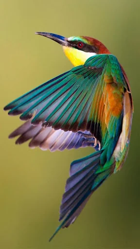 Bird Live Wallpaper screenshot 4