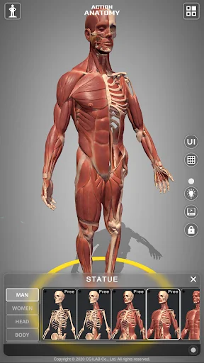 Action Anatomy Lite screenshot 4