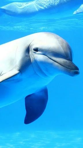 Dolphin Live Wallpaper screenshot 1