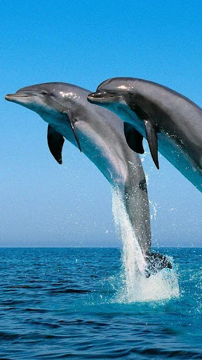 Dolphin Live Wallpaper screenshot 2