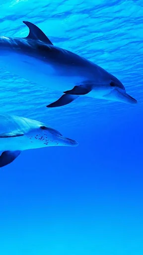 Dolphin Live Wallpaper screenshot 3