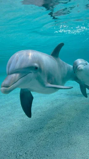 Dolphin Live Wallpaper screenshot 4