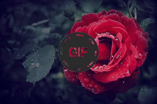 Flowers And Roses Animated GIF screenshot 3