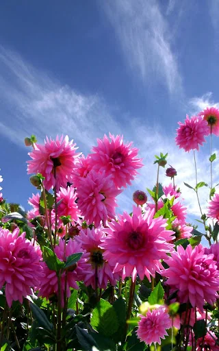 Garden Live Wallpaper screenshot 1