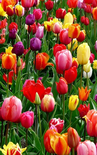 Garden Live Wallpaper screenshot 2