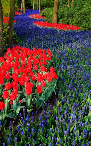 Garden Live Wallpaper screenshot 4