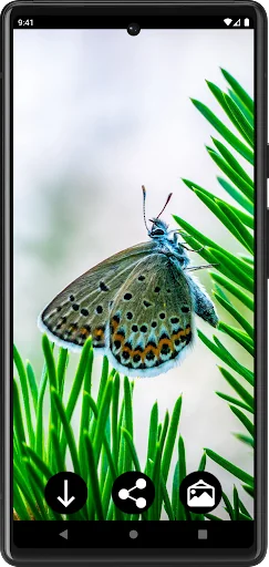 Butterfly Wallpapers screenshot 1