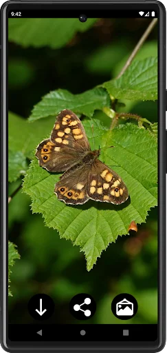 Butterfly Wallpapers screenshot 2