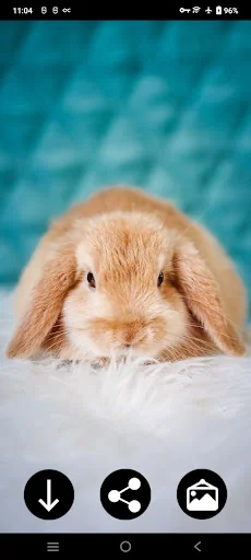 Cute Wallpapers