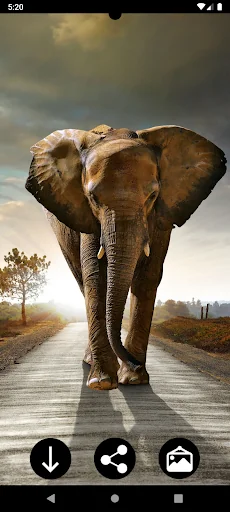 Elephant Wallpapers screenshot 1