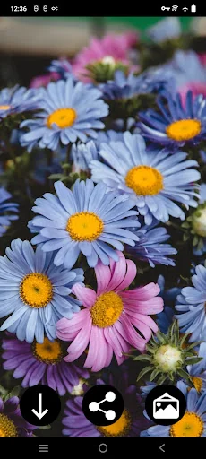 Flower Wallpapers