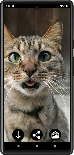Funny Сats Wallpapers screenshot 1