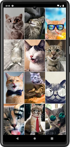 Funny Сats Wallpapers screenshot 2