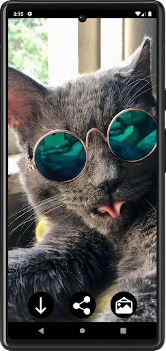Funny Сats Wallpapers screenshot 3