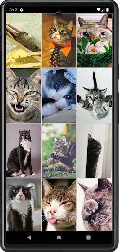 Funny Сats Wallpapers screenshot 4