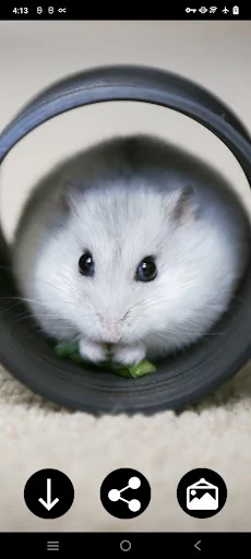 Hamster Wallpapers