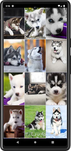Husky Puppies Wallpapers screenshot 1