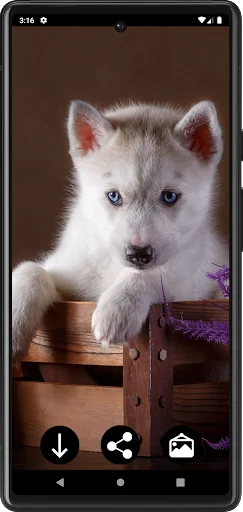 Husky Puppies Wallpapers screenshot 4