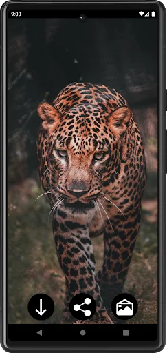 Leopard Wallpapers