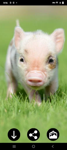Mini Pig Wallpapers