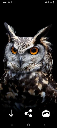 Owl Wallpapers: Night predator screenshot 1