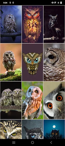 Owl Wallpapers: Night predator screenshot 4