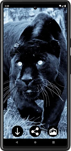 Panther Wallpapers