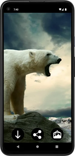 Polar Bear Wallpapers